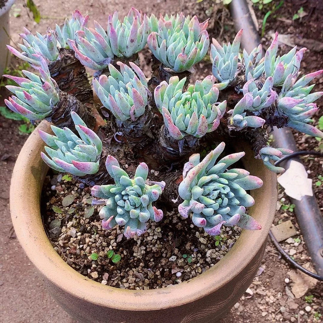 594菊花脸海瑟雪山