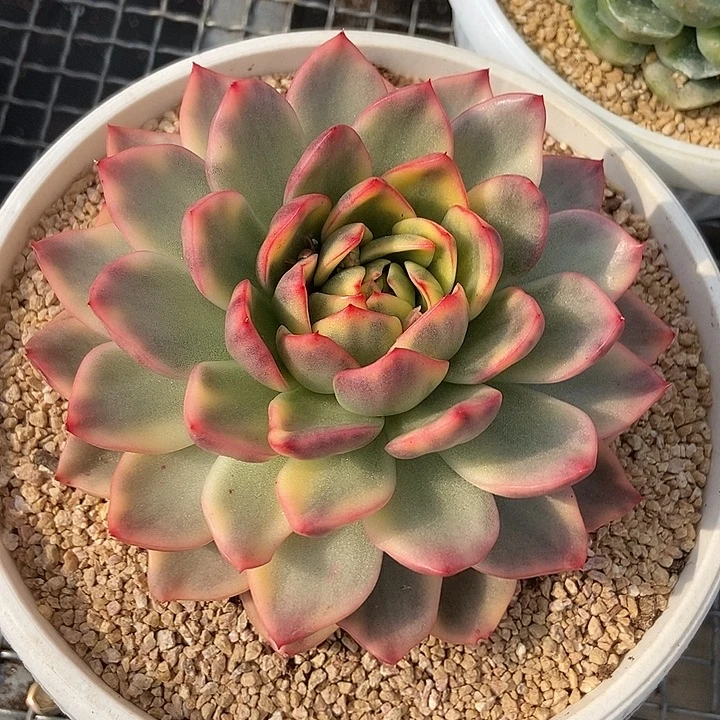 玫瑰东云锦多肉植物