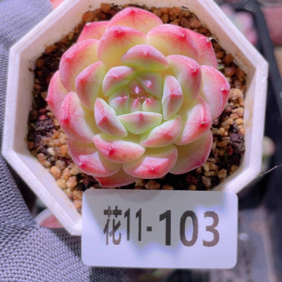 花利美 11-103白桃汽水