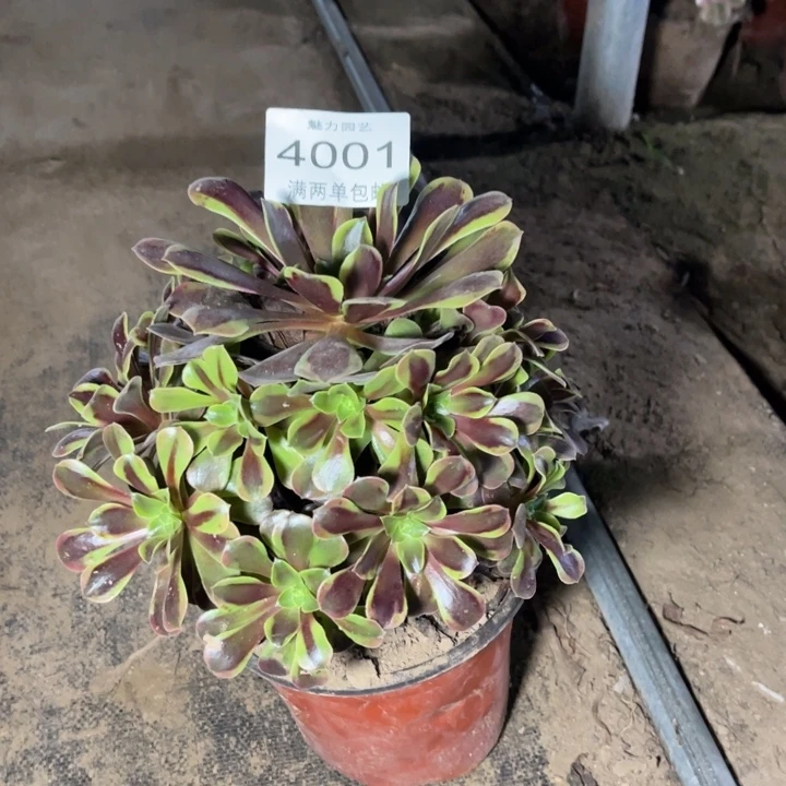 4001欧嘉莉多肉的人都