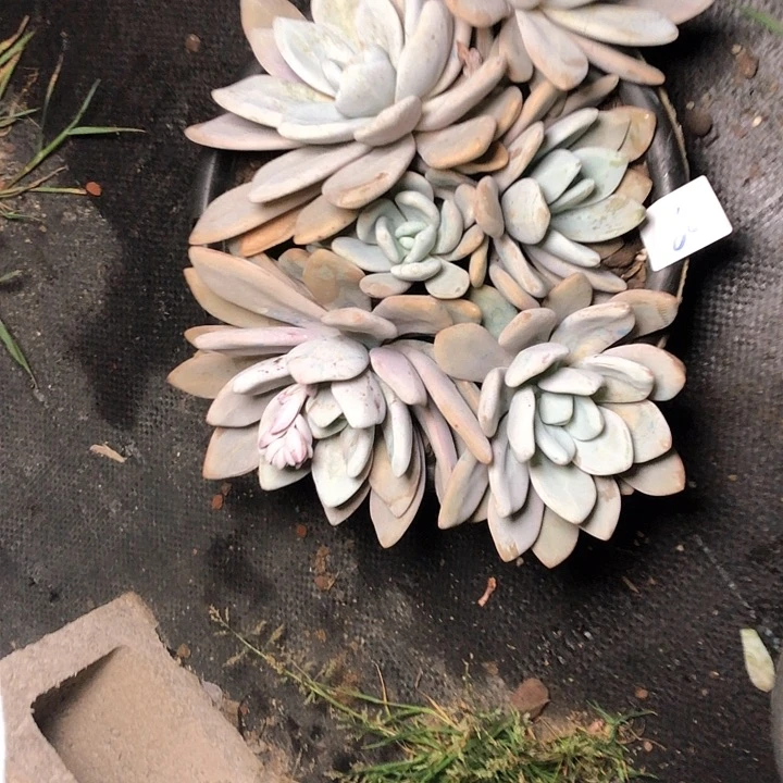 东*乐60//////////////////