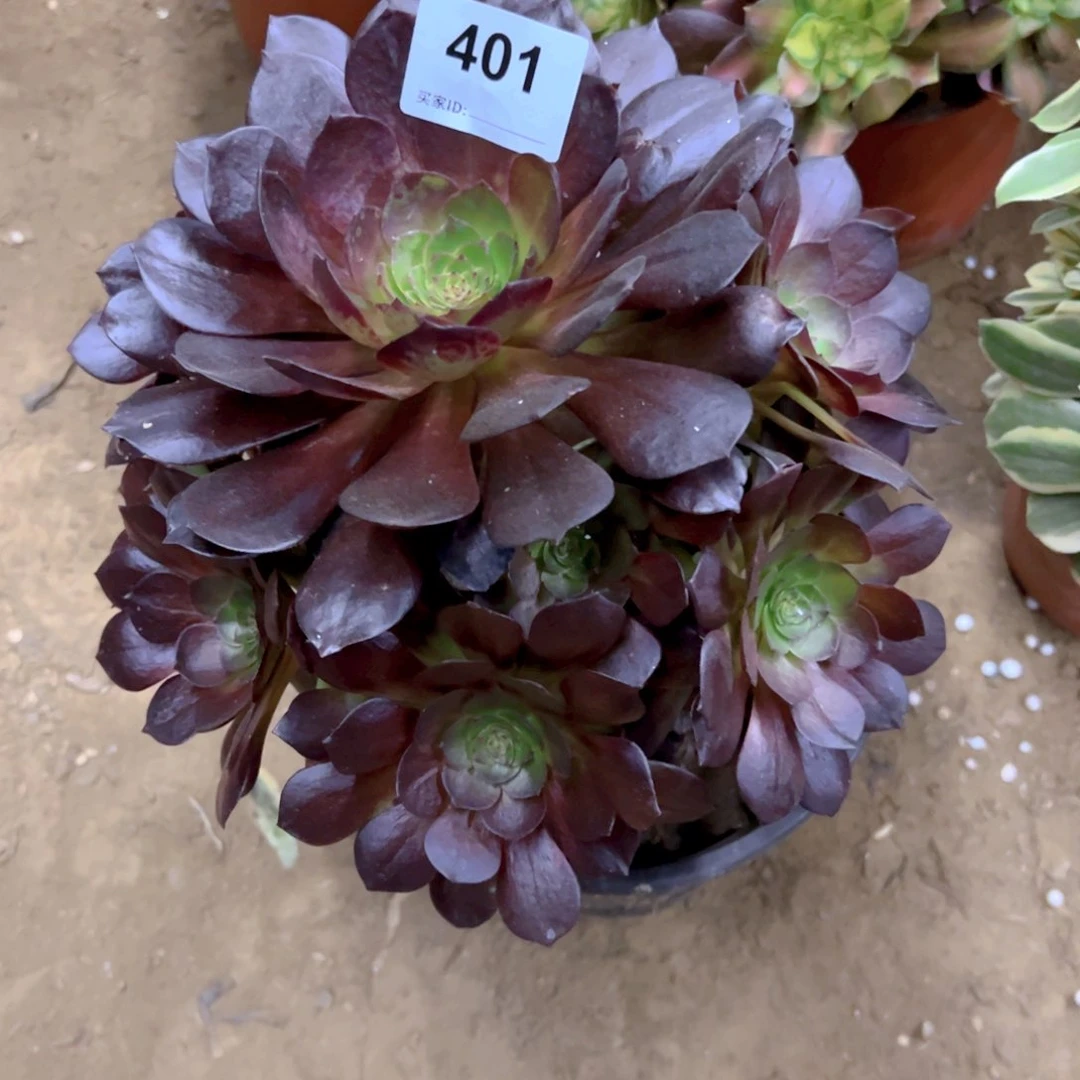 丁*401赤焰莲多肉植物