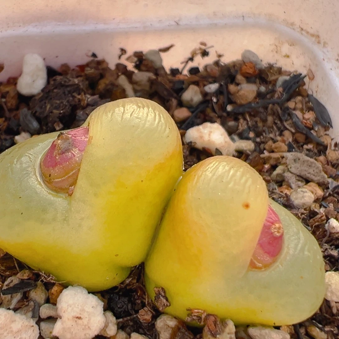 19多肉植物百科知识