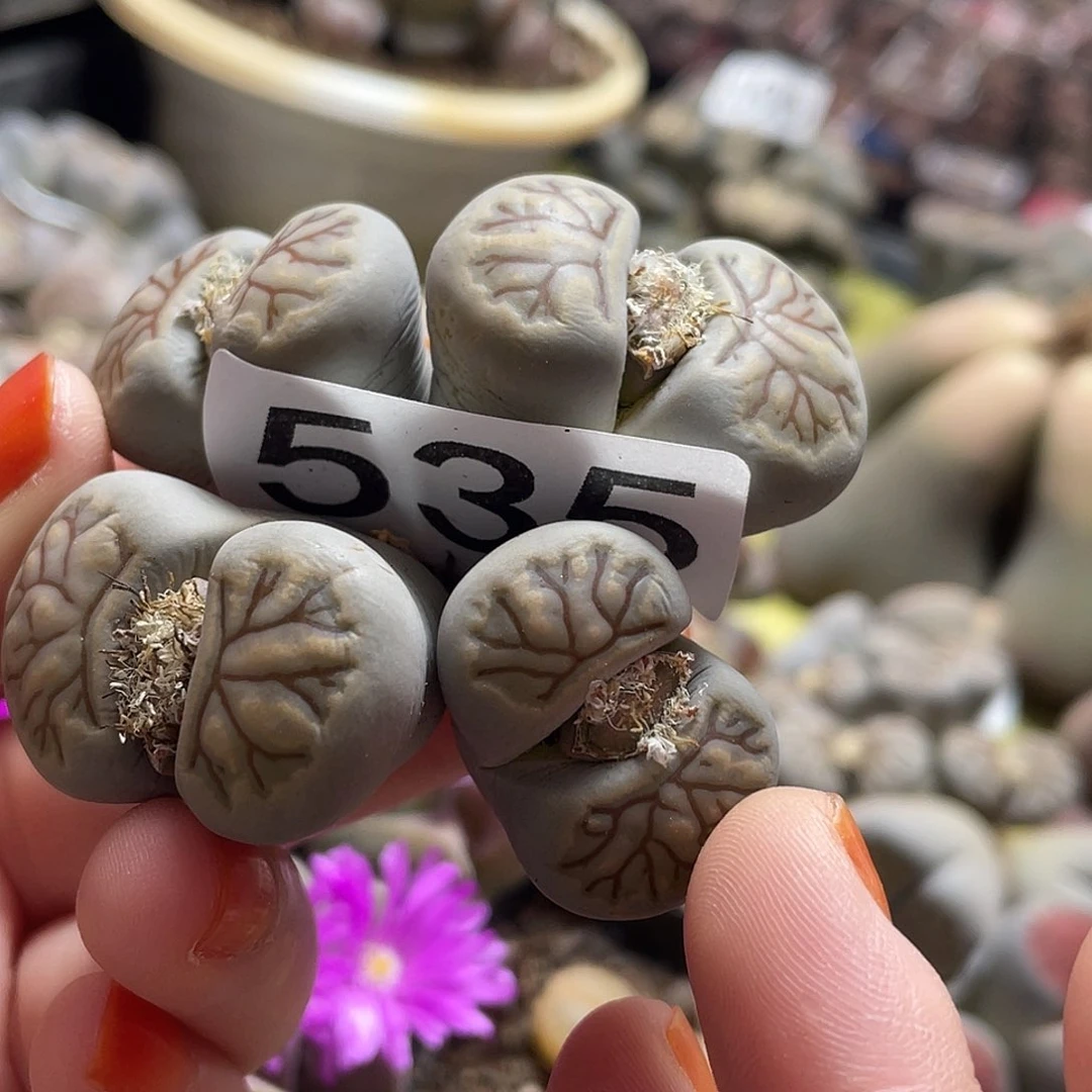 生石花一颗53500