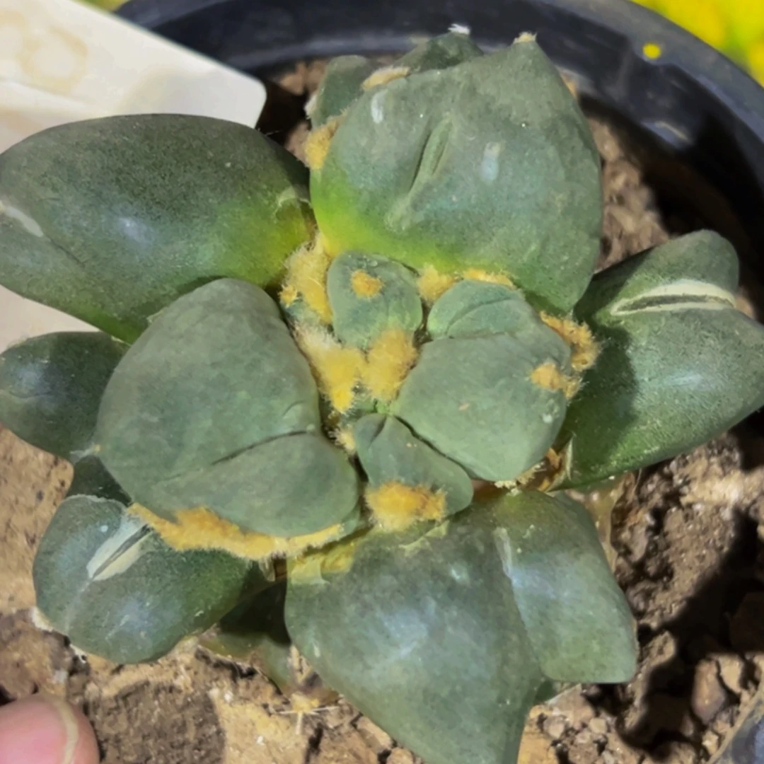 无花朵福利大尤叉尤蛋尤达摩青瓷牡丹418