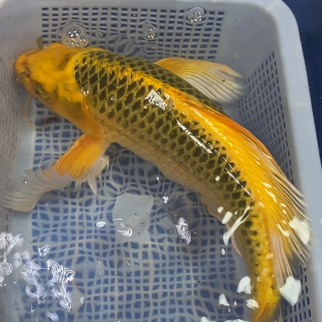 锦鲤冷水金龙包邮