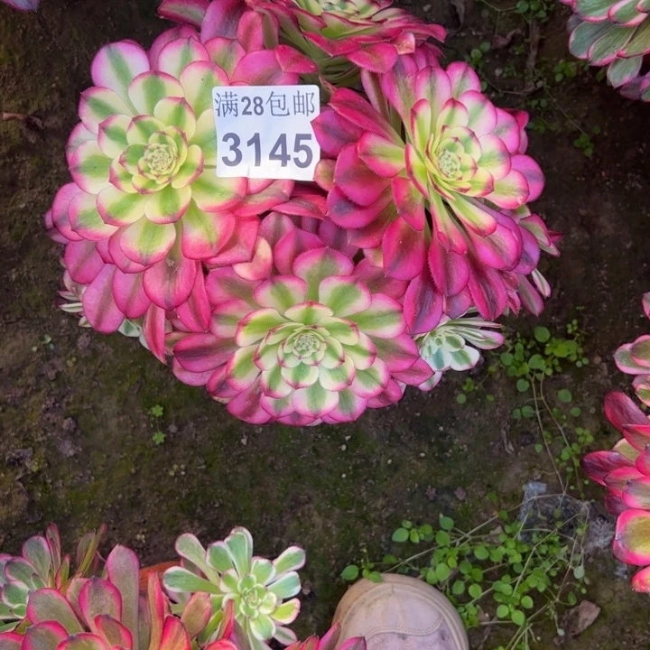 3145舞天姬多肉植物