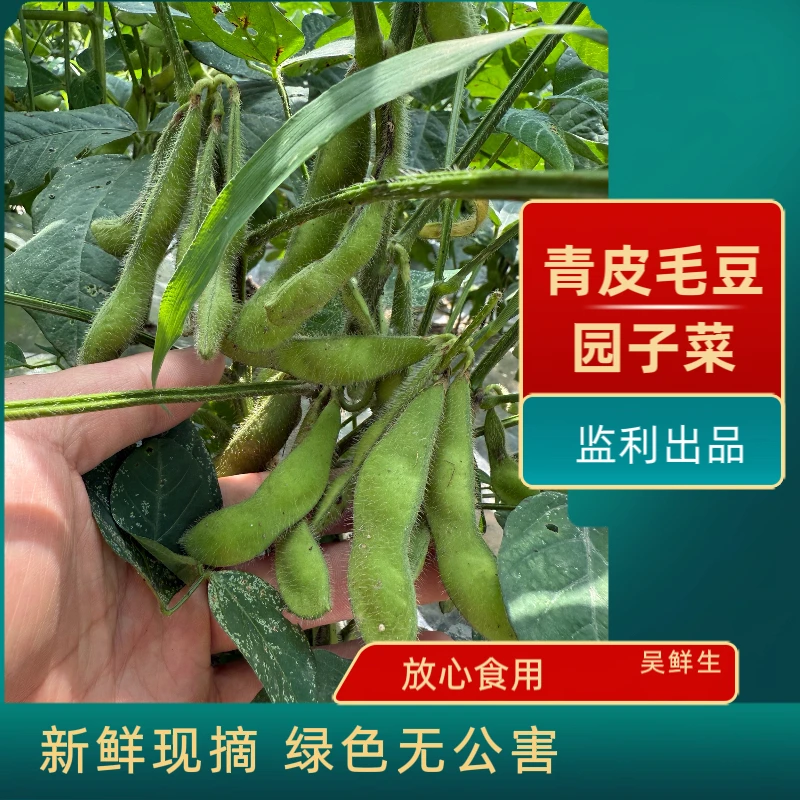 湖北监利本地 新鲜现摘青皮六月月毛豆 带豆衣