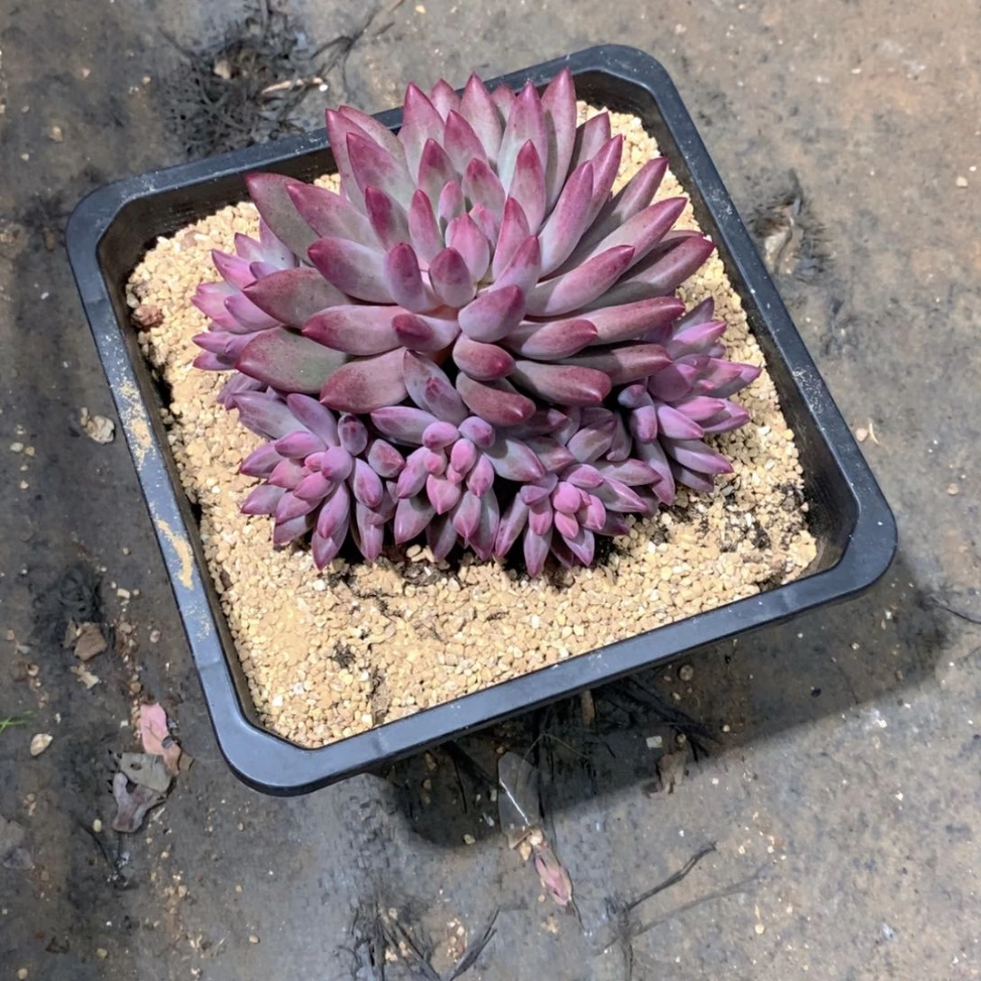 Z***g虞美人多肉植物群