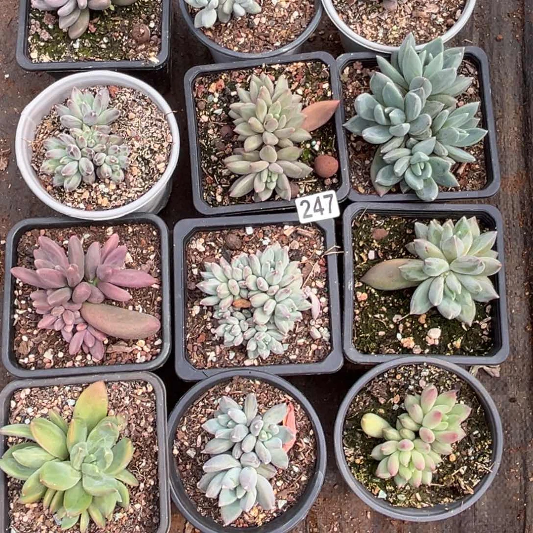 12颗美人多肉植物247