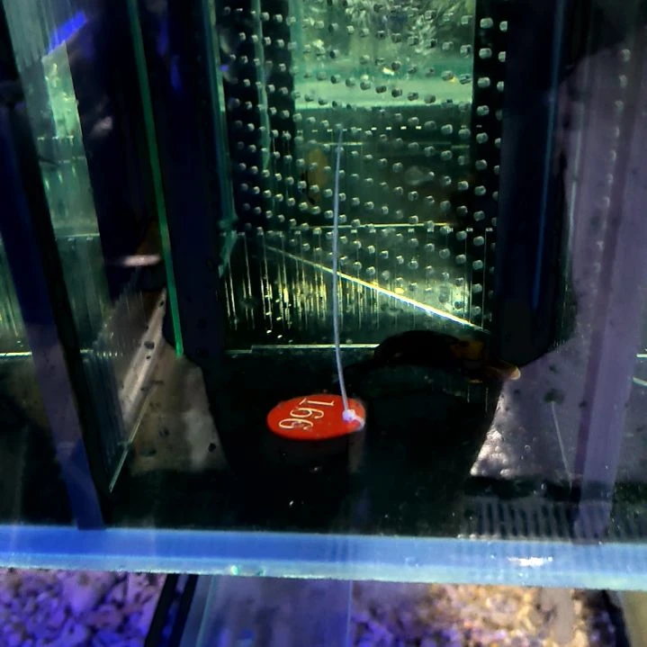 天狗吊7+/6-74-166