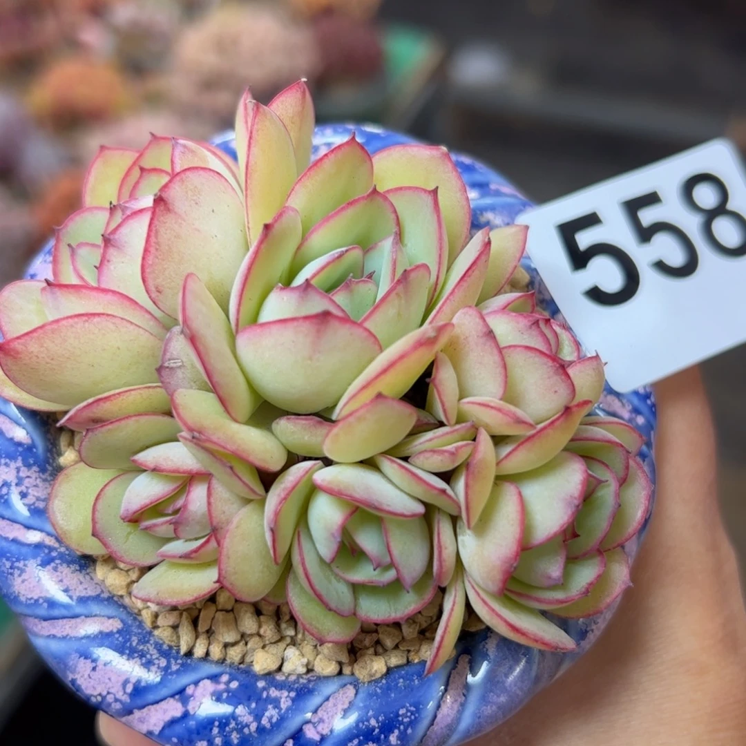 558 满38包邮一物一拍