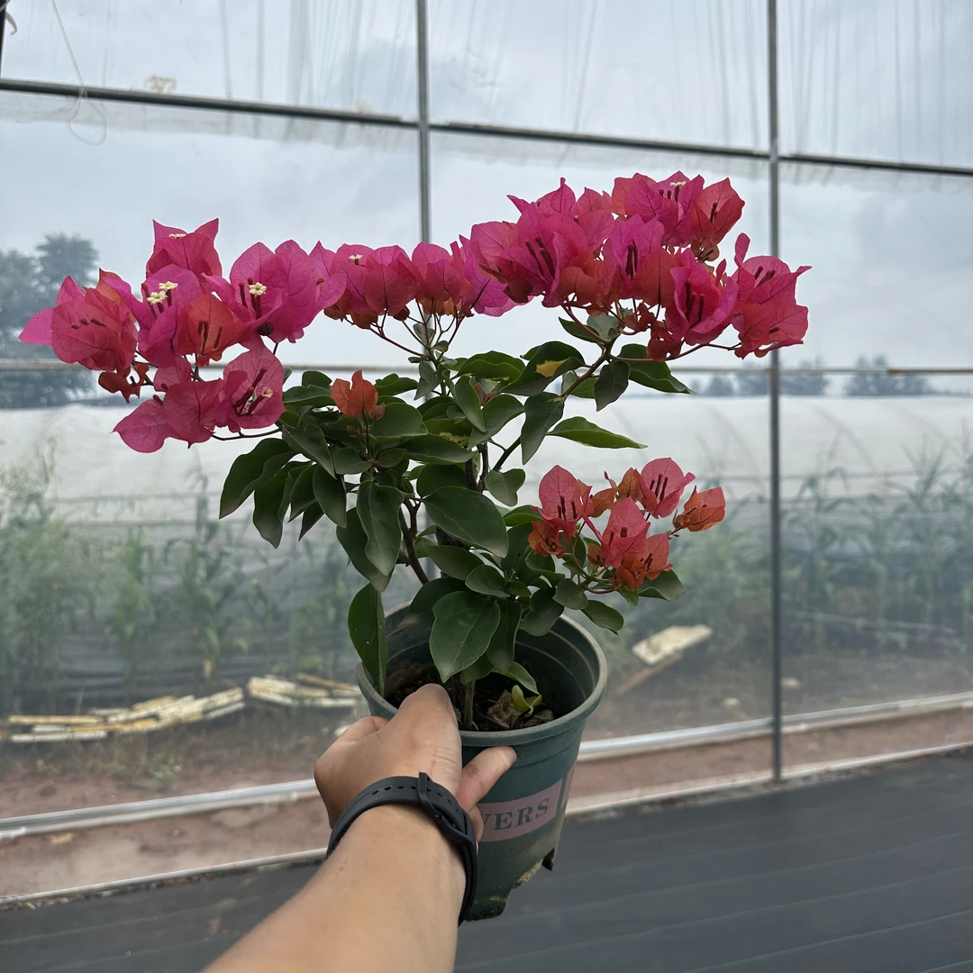 【红骑士】红色系列勤花三角梅带花盆栽可高飘可造型原盆原土有根系