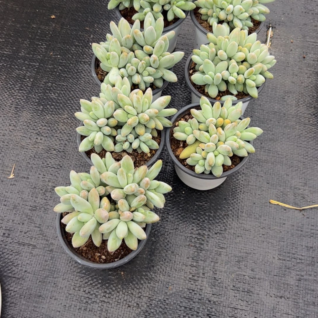 琳***肉7颗白兰地来自多肉植物