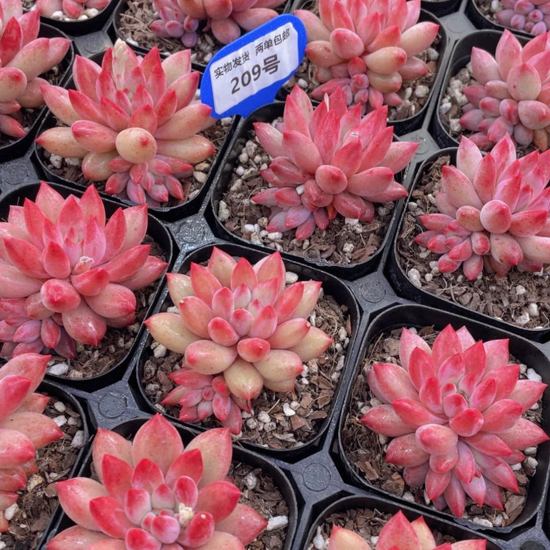 209号全状态丸叶金鱼姬车厘子单头带仔一个