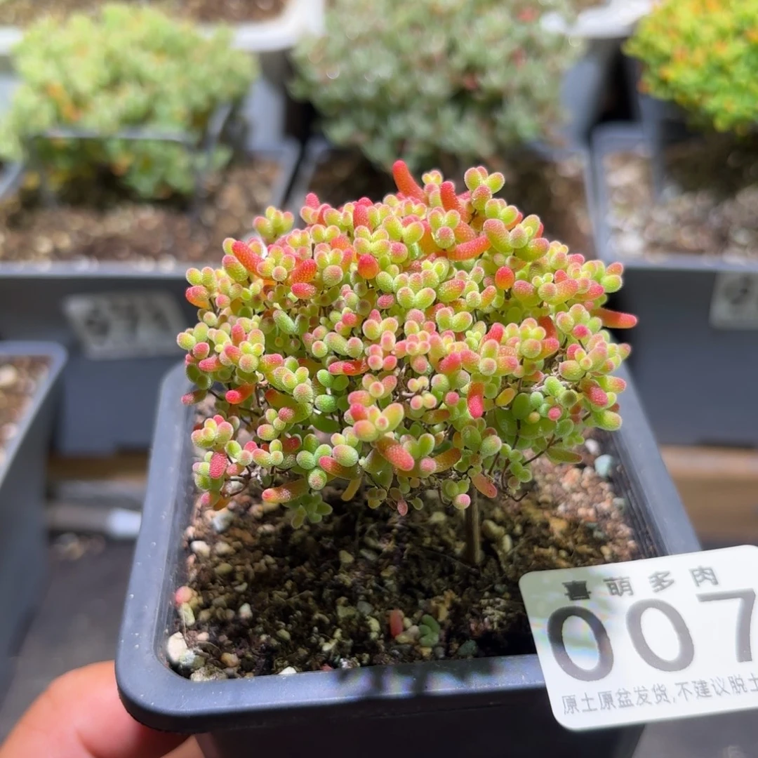 枝干番杏密橘糖球007