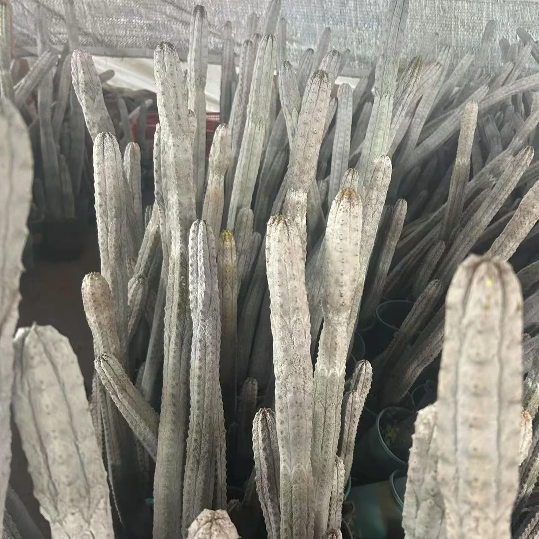 水泥柱高度50CM    仙人球夏型种绿植盆栽桌面阳台