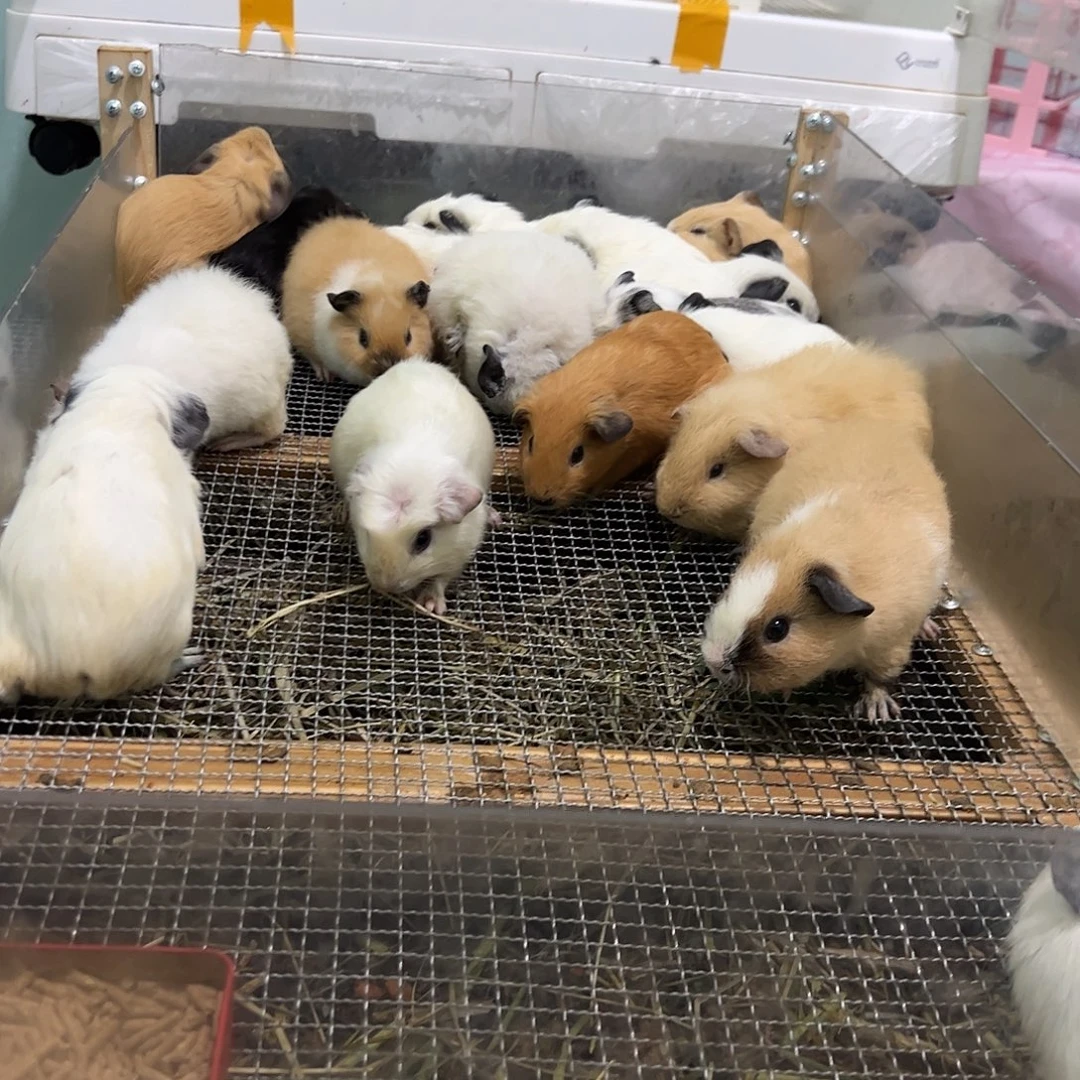 白色美泰妹妹368可爱