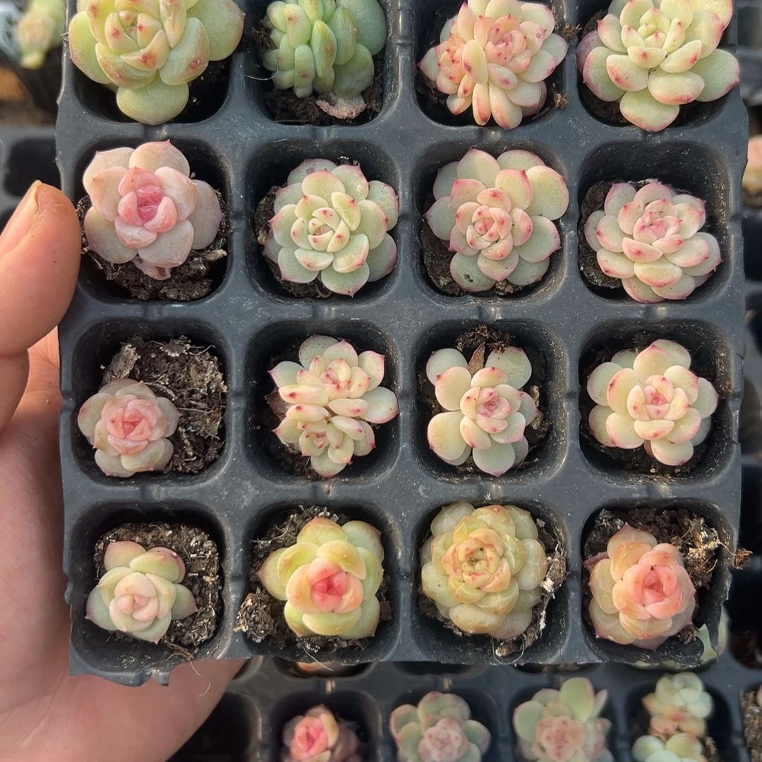 狂饮多肉一物一拍