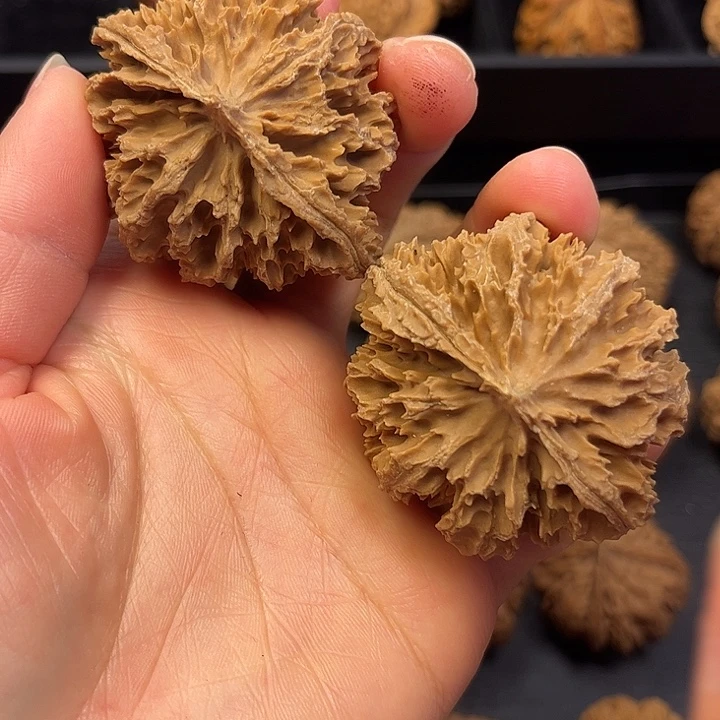 核桃我也想说我不
