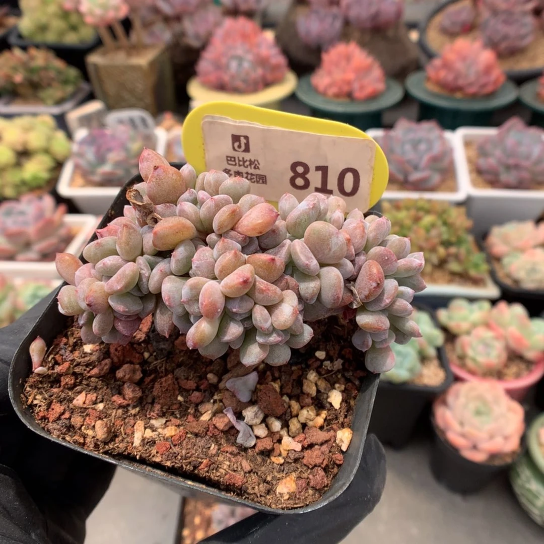 810 雪精灵小树缀