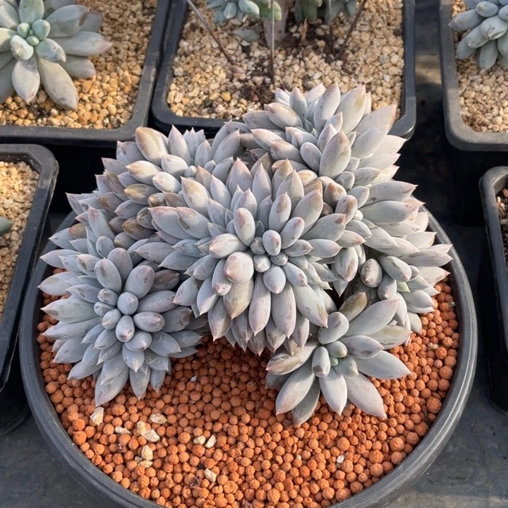 【闪购商品】哥特萝莉