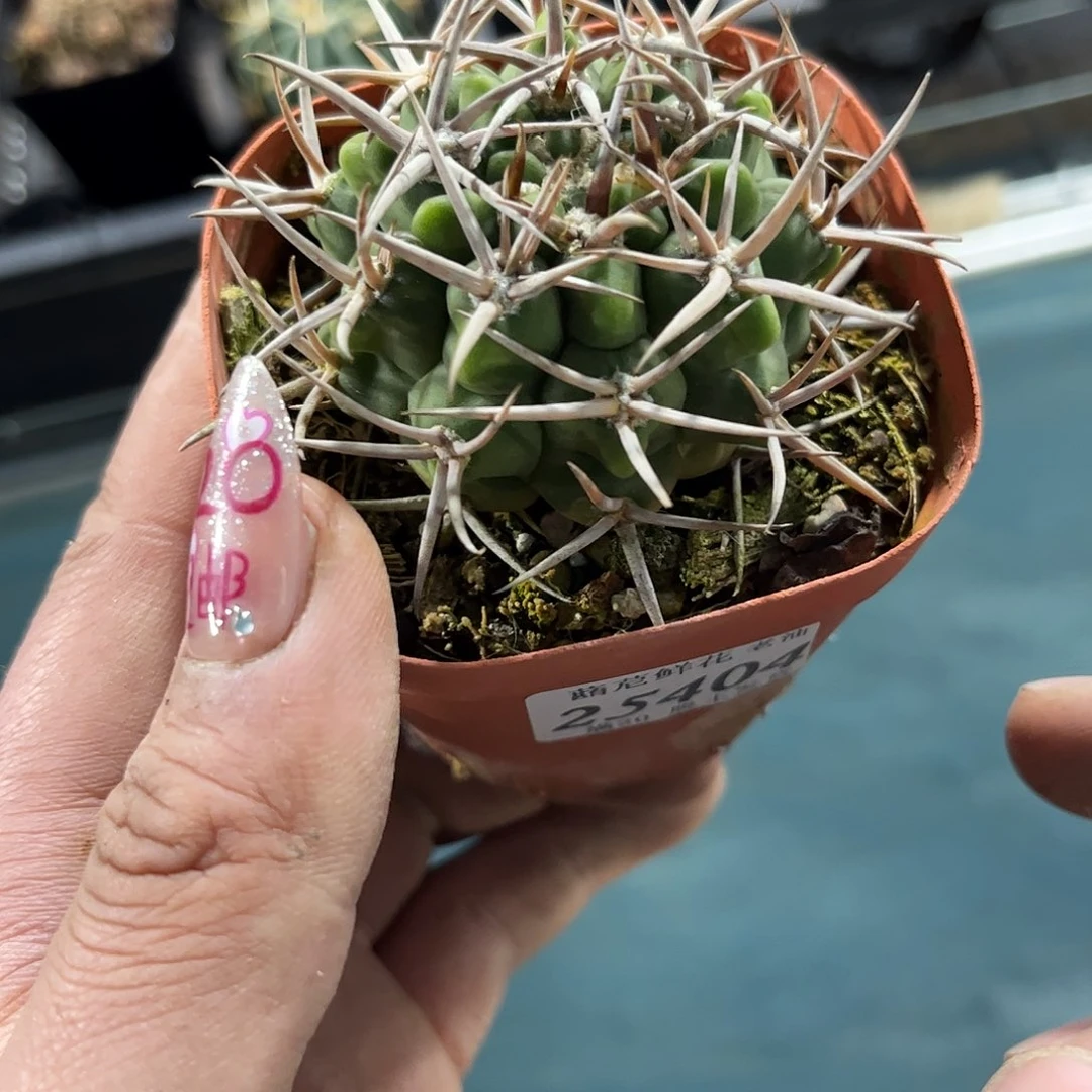 小***画25404一物一拍单头发货