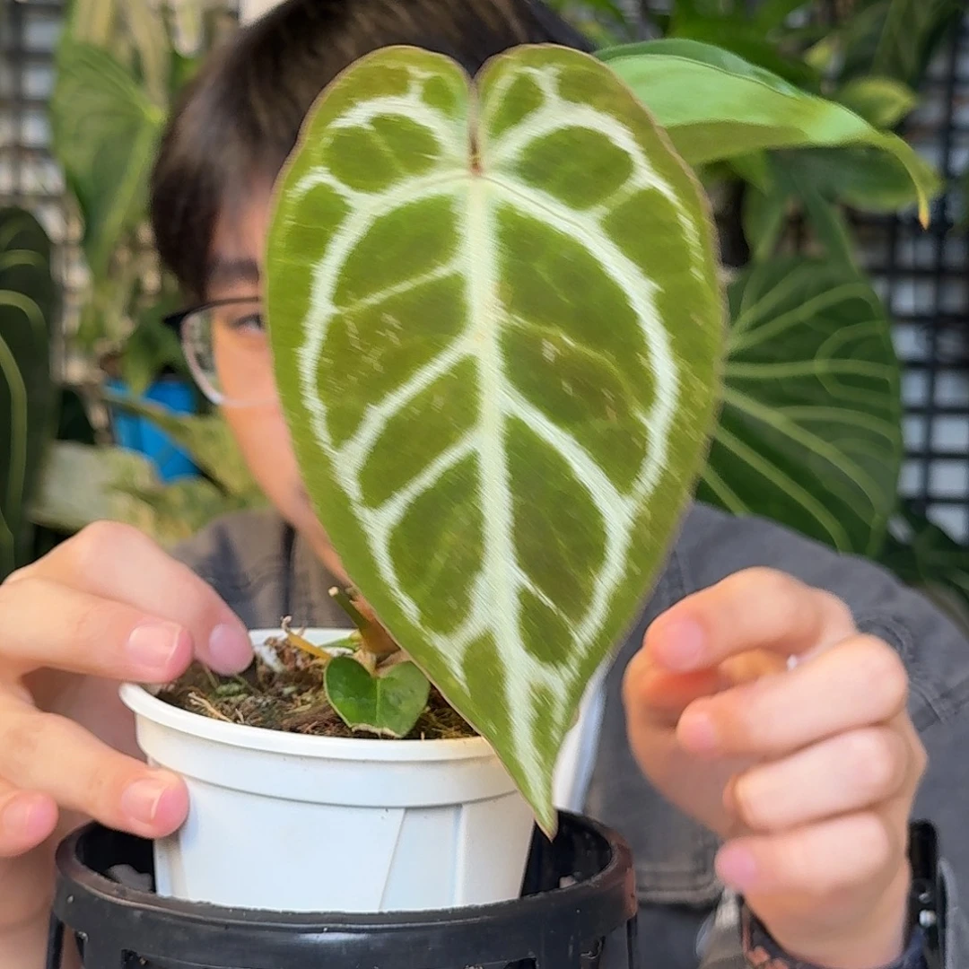 完全开放粉柠檬杂撕裂纹D150