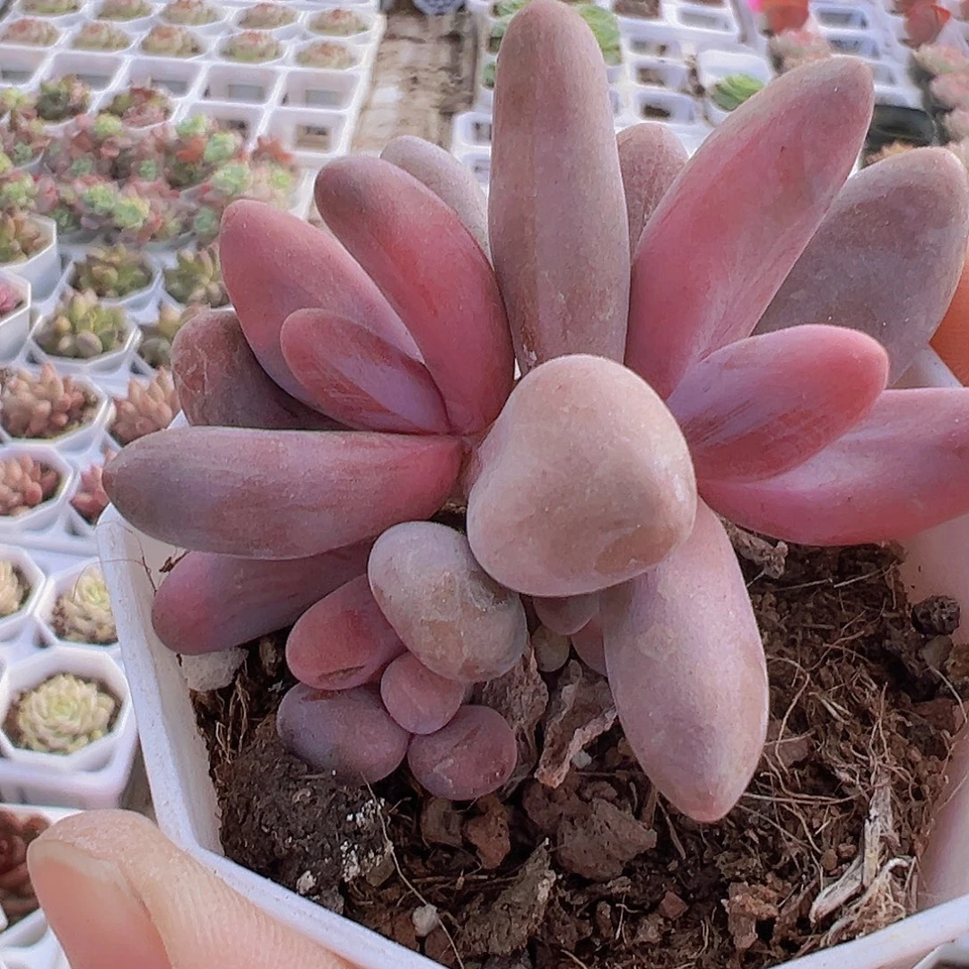 糖果美人19包邮多肉植物