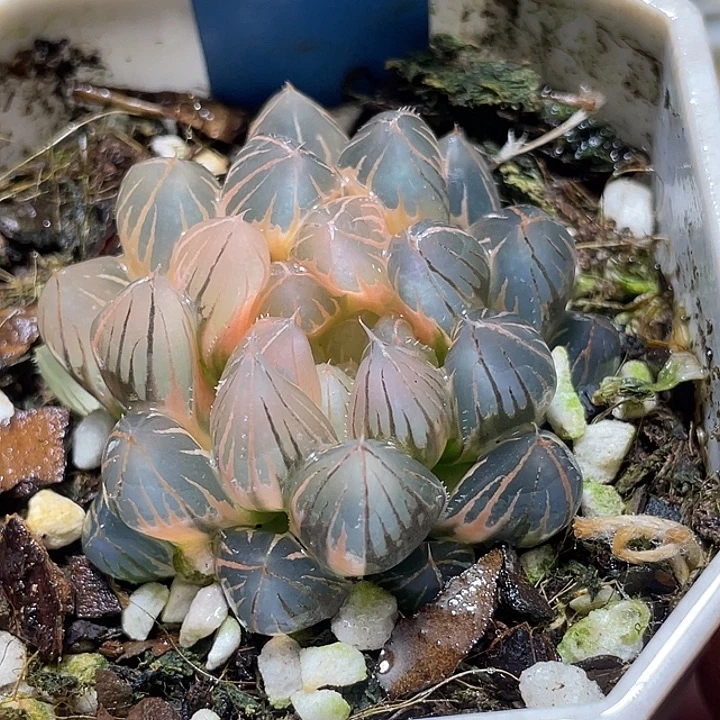 598糊斑霓虹灯锦特选福利