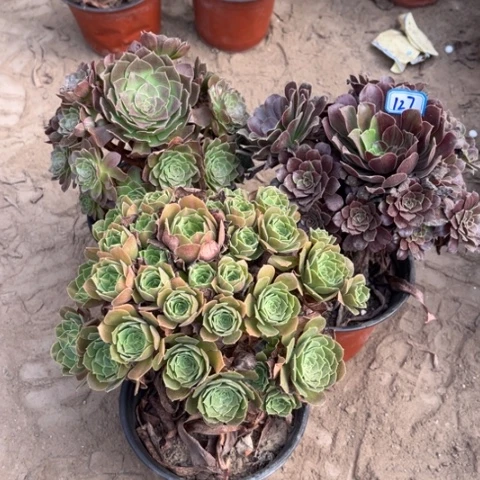 127多肉植物组合，