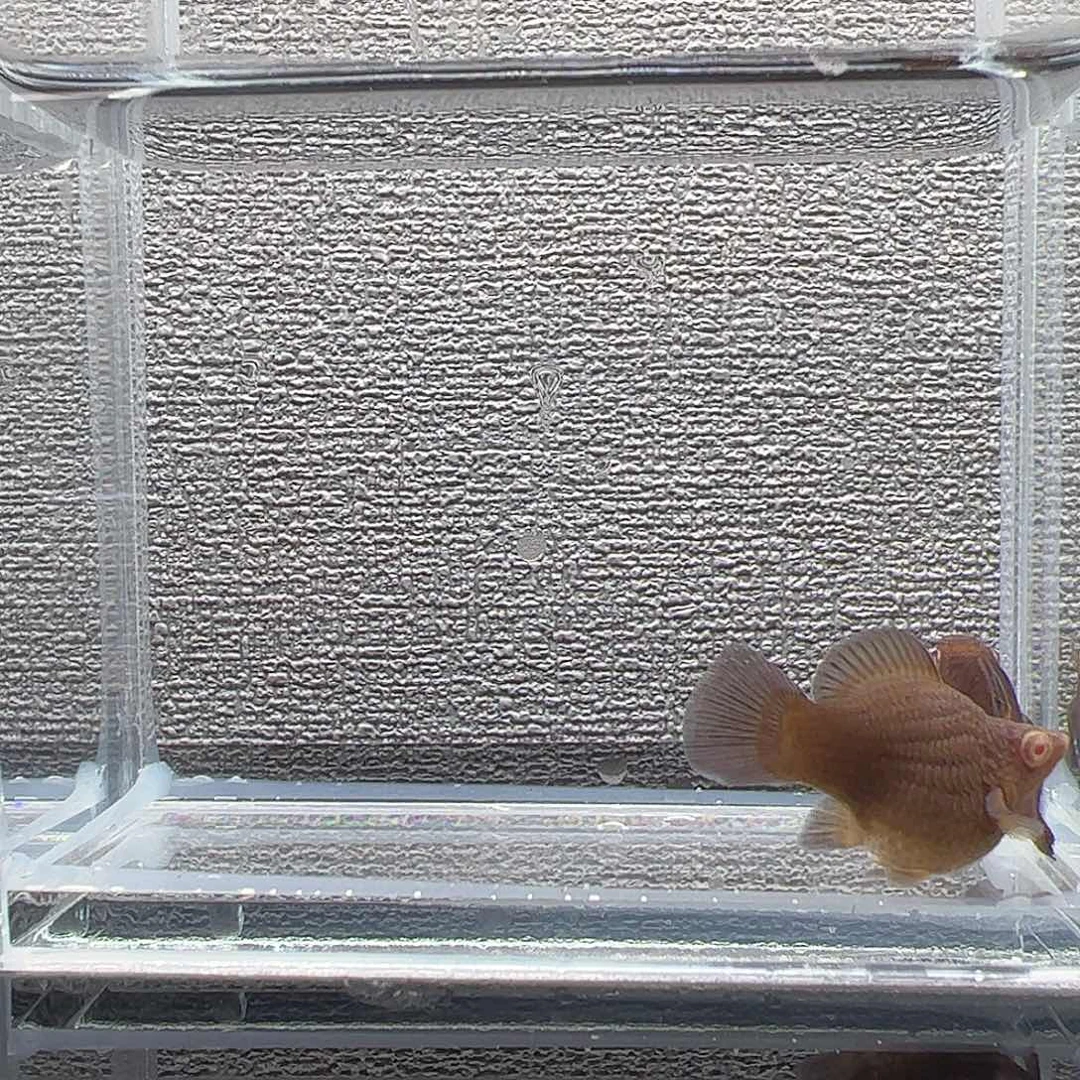 孔雀鱼巧克力高帆