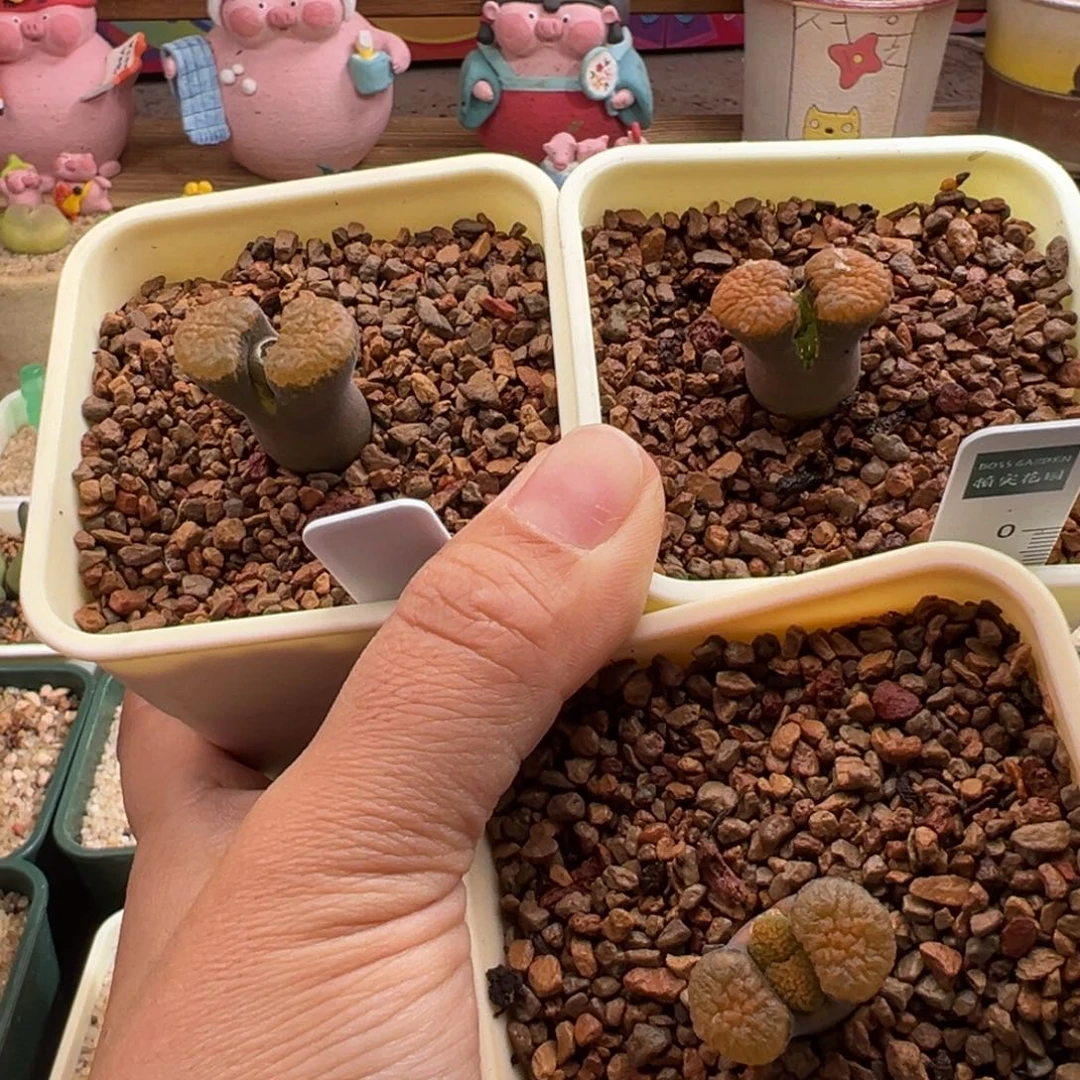 417。青蛙优选eh980超级蛋糕 单颗  多肉植物