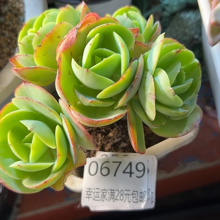 幸运的是我还在努力地