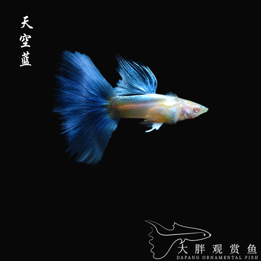 精品孔雀鱼热带小型鱼直播间专用