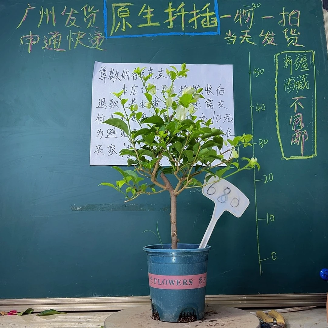 当前无花栽培后可以开花白雪公主680