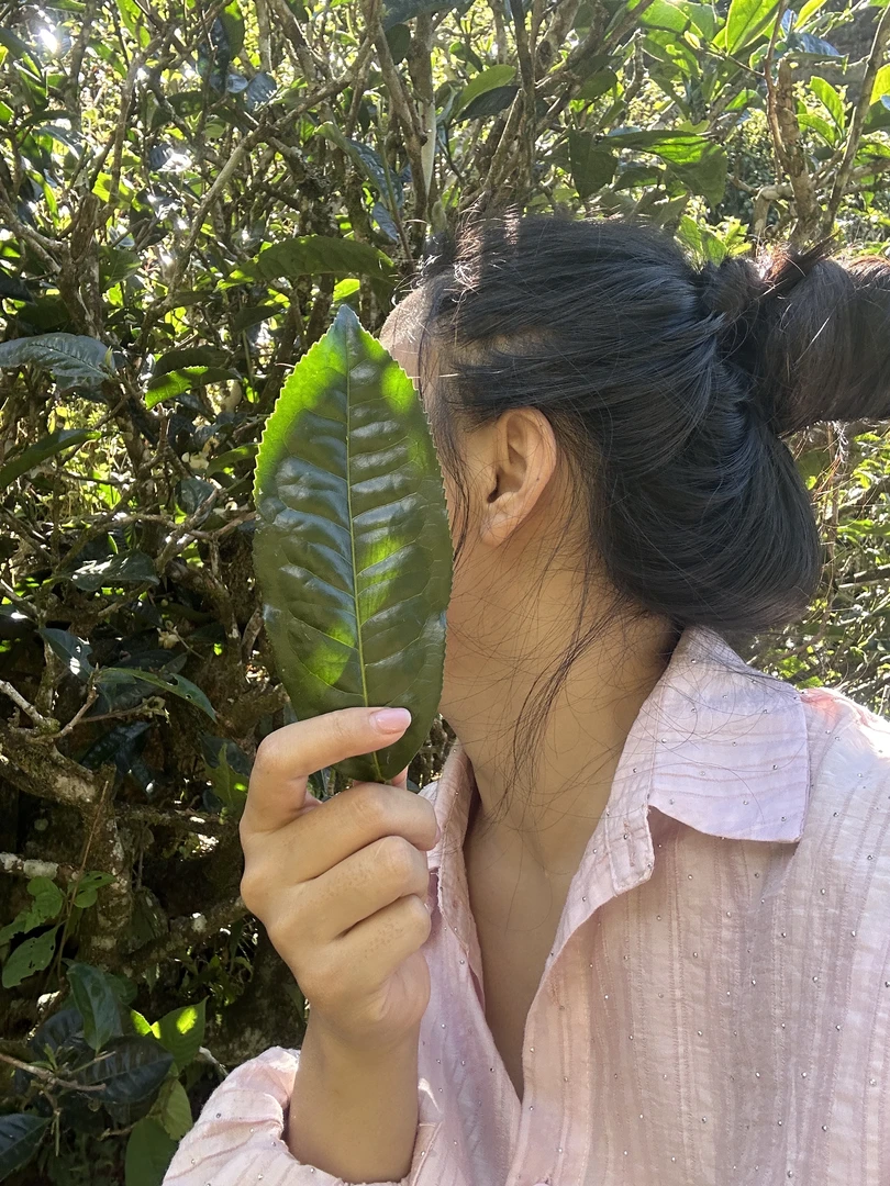 原始种母本一代 油皮茶 大古树 生茶357克饼