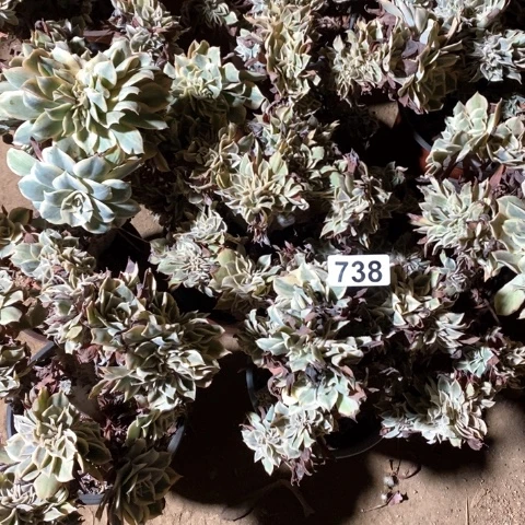 开***心738十棵灿烂缀化多肉植物