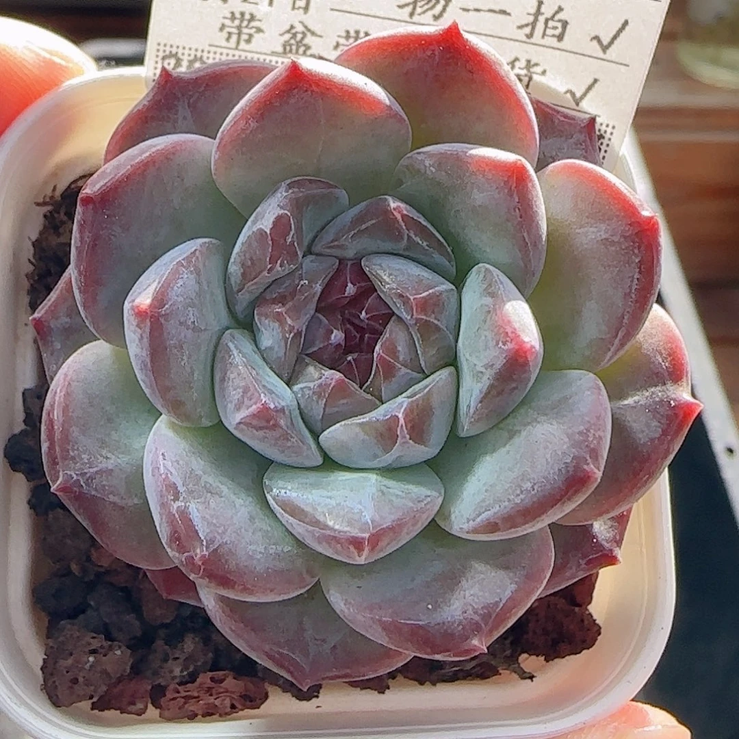 多肉0921--104糖心