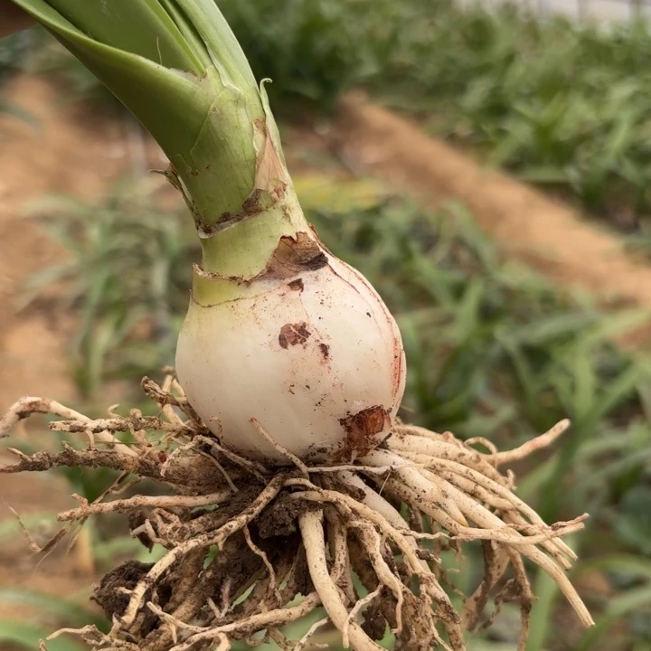 无花朵淘淘一号包对版