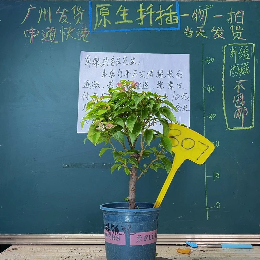 当前无花栽培后可以开花  粉狐狸  307