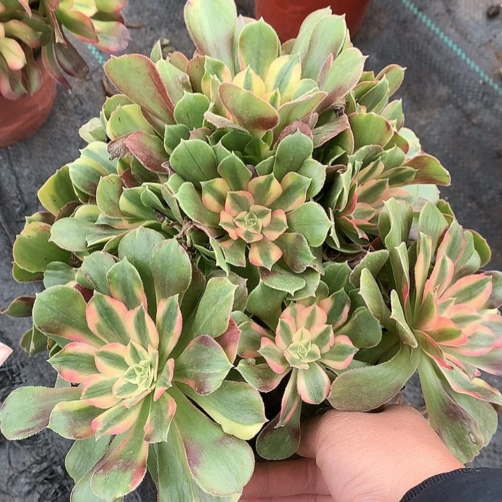 559雅典娜多肉植物