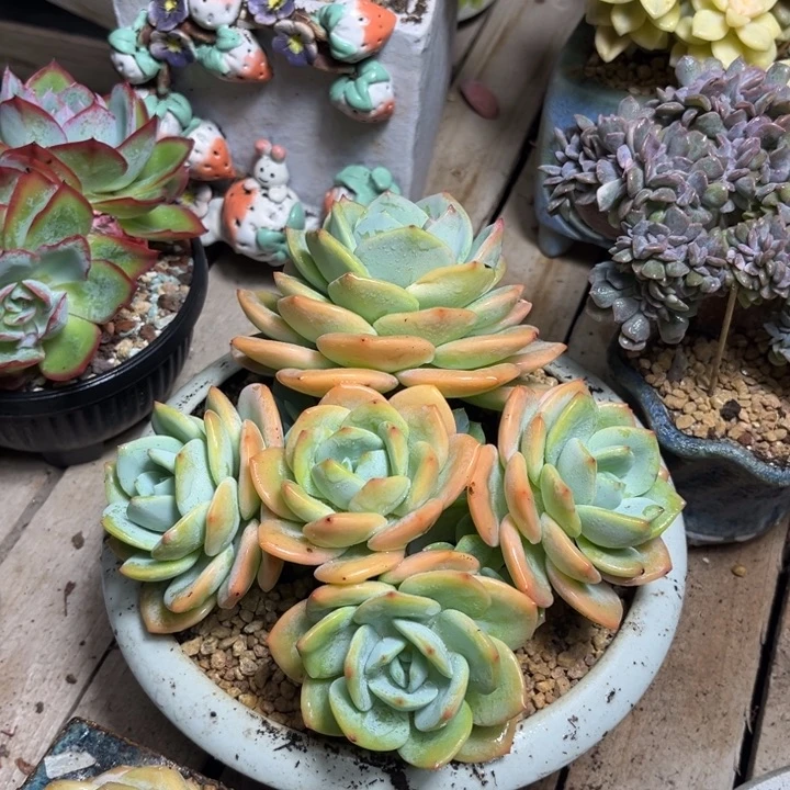 柚子茶多肉植物duocibu