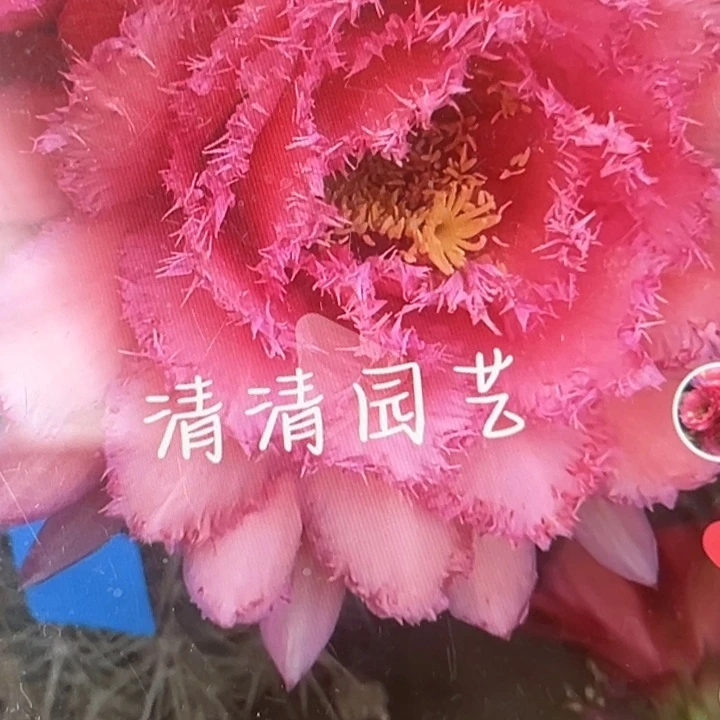 清清超羽毛根仙人球瑕疵