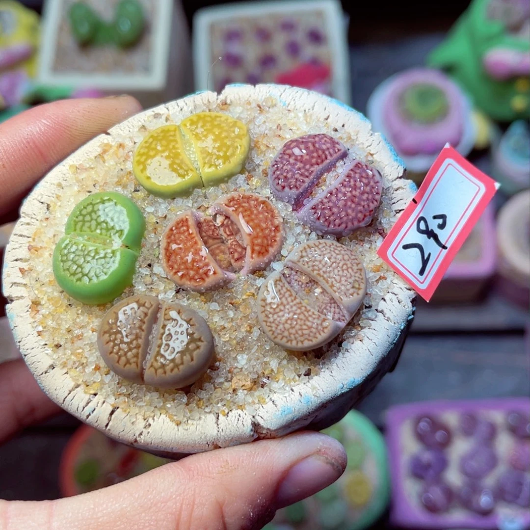 290生石花带盆发