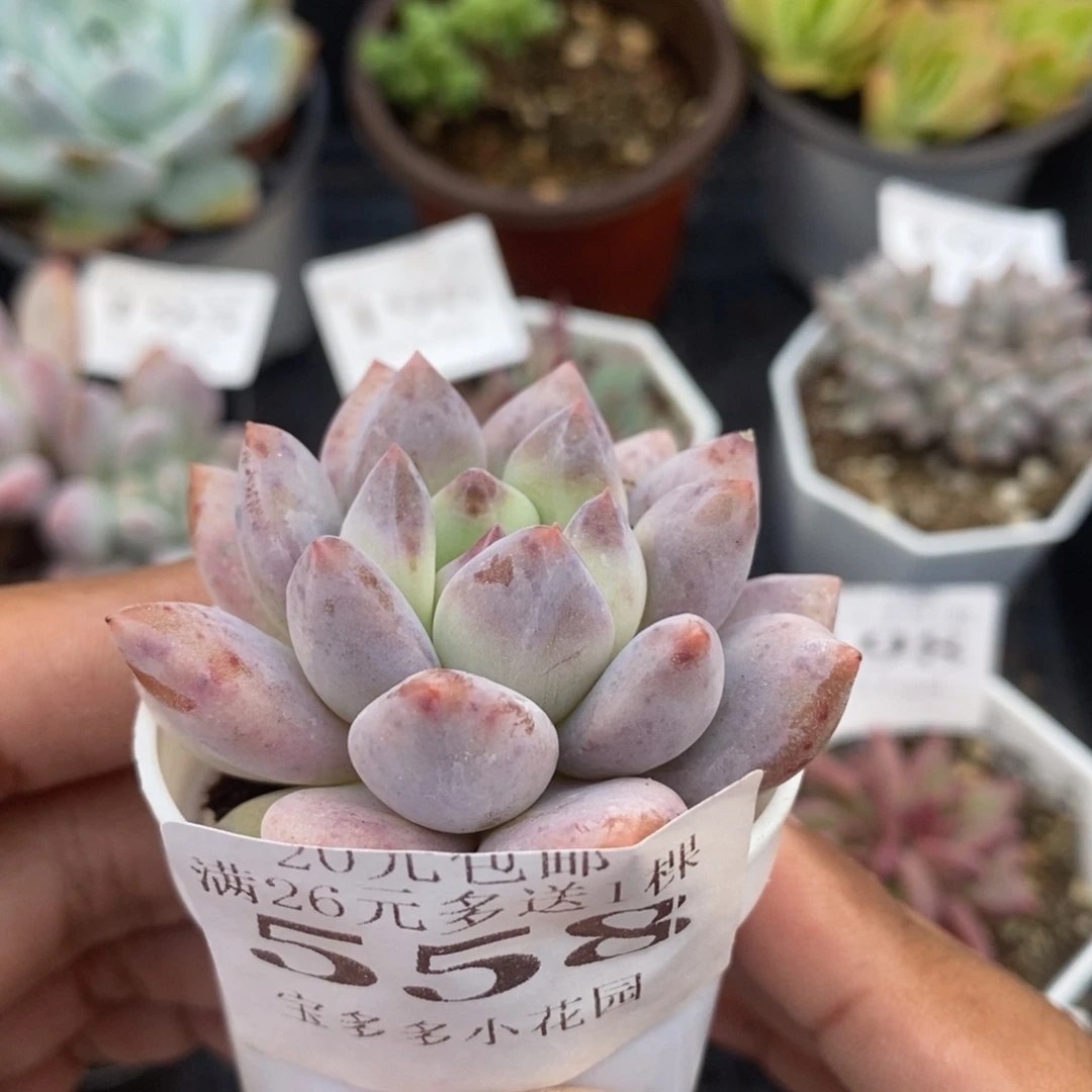 半夏美人一物一拍满20包邮满26送一颗多肉