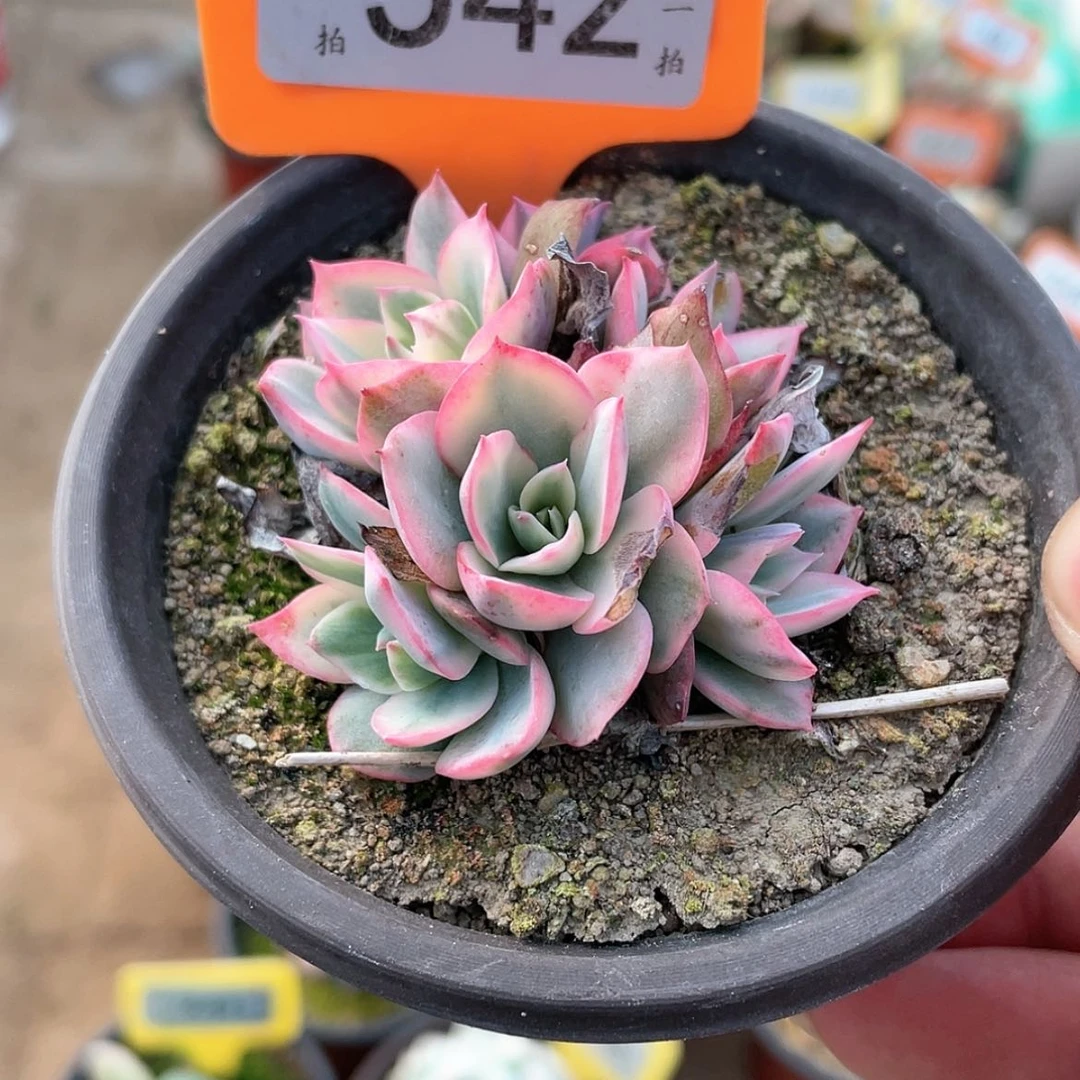 【闪购商品】乖****?542号