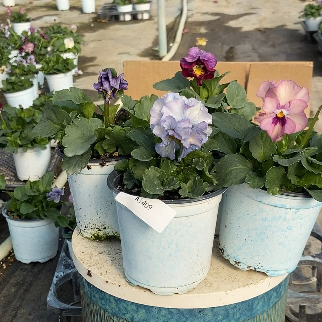 大部分花苞少量开放1409