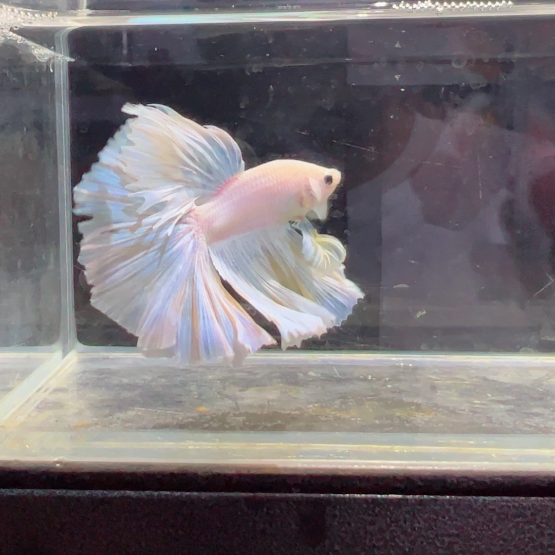 斗鱼浅色特殊尾hhhh