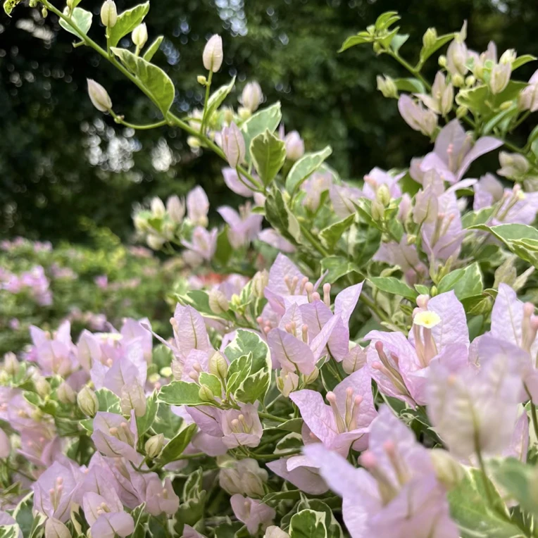 斑叶苹果花，叶纹斑驳，花淡紫，勤花且易成花球。